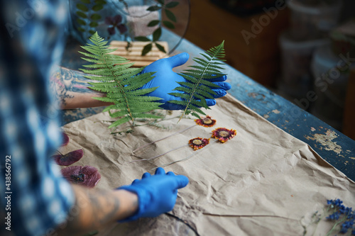 Male herbalist in sterile gloves making herbarium in workshop