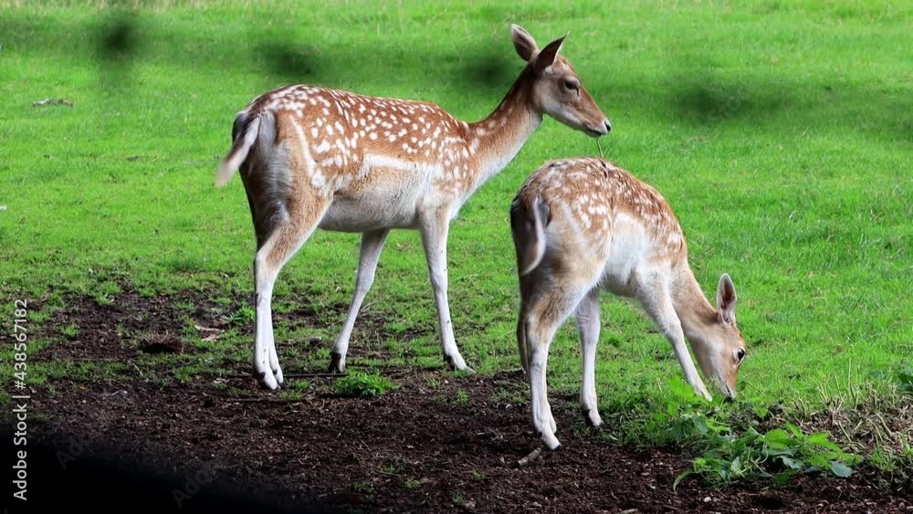 fallow deer in a wildlife park
fallow deer in a wildlife park