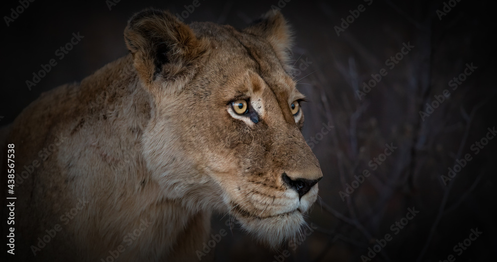 Lioness close up at dusk
Greater Kruger park, South Africa Lioness close up at dusk
Greater Kruger park, South Africa