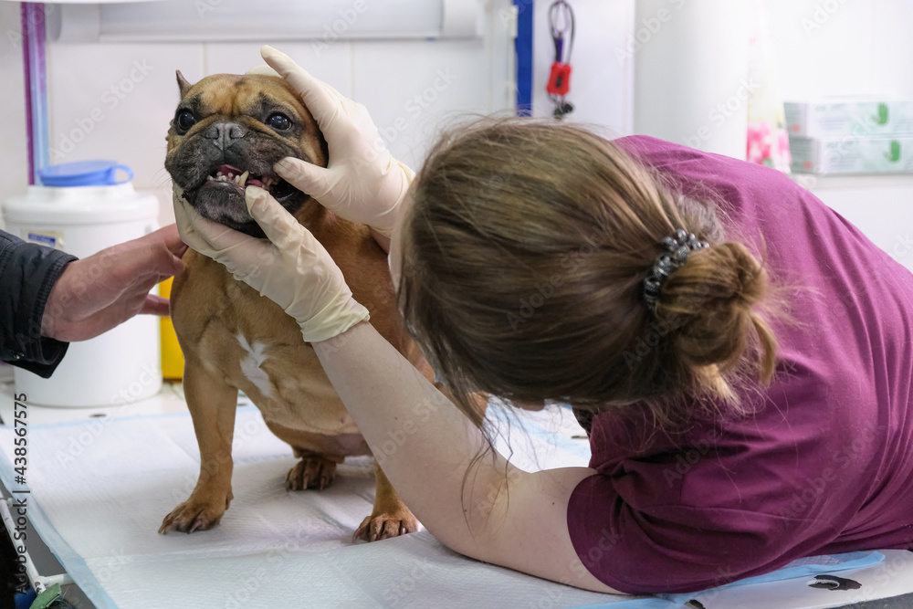 small dog at the reception at the veterinarian. Image of dog on the operating table and doctor in a veterinary clinic. Animal clinic. Pet check up. Health care small dog at the reception at the veterinarian. Image of dog on the operating table and doctor in a veterinary clinic. Animal clinic. Pet check up. Health care