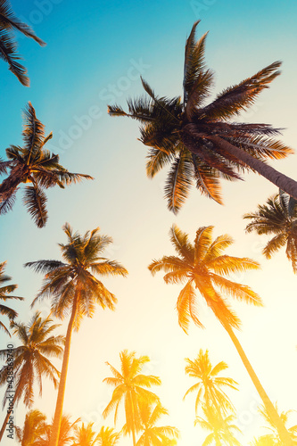 Tropical palm tree with sun light on sunset sky and cloud abstract background.