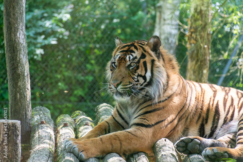 Fototapeta Naklejka Na Ścianę i Meble -  A Sumatra tiger in a zzo near to Nantes -France