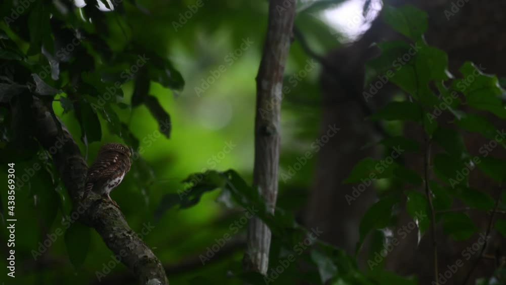 Collared Pygmy Owlet, Taenioptynx brodiei, Kaeng Krachan National Park, Thailand; perched on a big branch on the left side of the frame just before dark waiting for the night to fall in the forest. Collared Pygmy Owlet, Taenioptynx brodiei, Kaeng Krachan National Park, Thailand; perched on a big branch on the left side of the frame just before dark waiting for the night to fall in the forest.