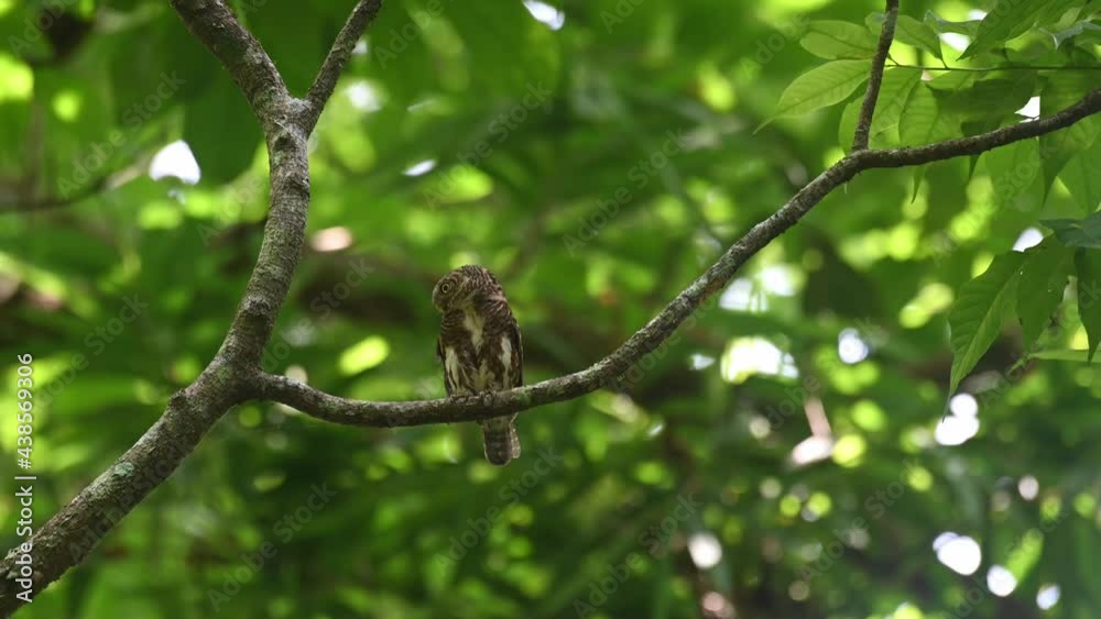 Collared Pygmy Owlet, Taenioptynx brodiei, Kaeng Krachan National Park, Thailand; seen perching on a branch facing to the left of the frame calling and then it flies away to that direction. Collared Pygmy Owlet, Taenioptynx brodiei, Kaeng Krachan National Park, Thailand; seen perching on a branch facing to the left of the frame calling and then it flies away to that direction.