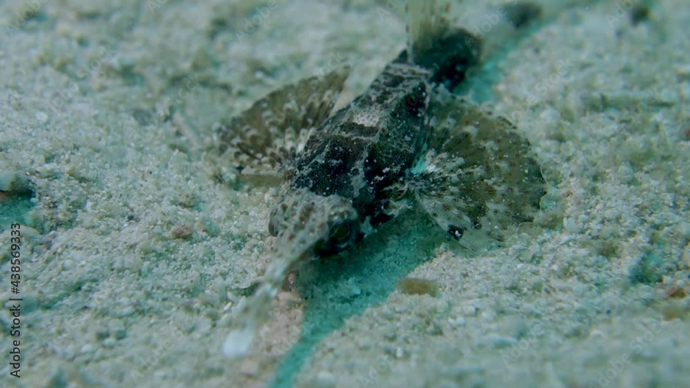 Adult Slender Seamoth Pegasus Volitans Hides in Plain Sight on Ocean Floor