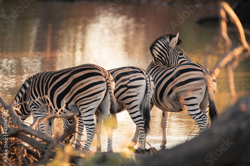 Zebra drinking Greater Kruger Park, South Africa 