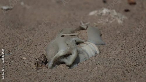 Plastic bottle buried in sand dunes, burned trash. Environmental Pollution photo