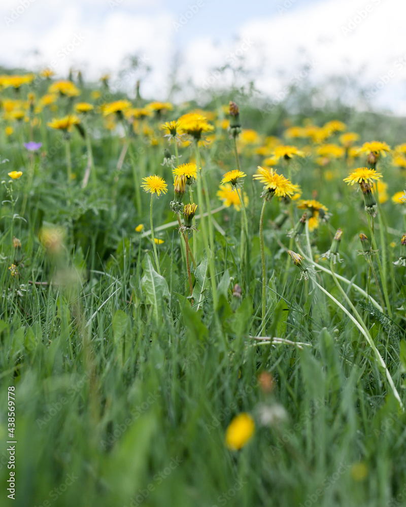 Meadow filled with yellow dandelion