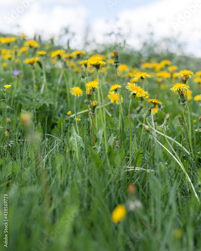 Meadow filled with yellow dandelion