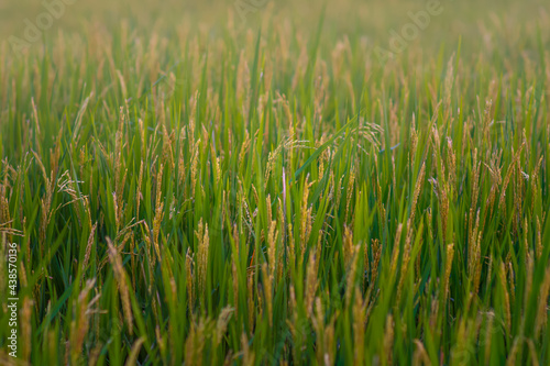 Green rice grows in water