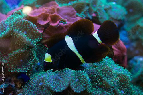 Cown fish or anemonefish in aquarium on background of green and red algae of aquarium. photo