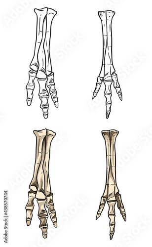 Tyrannosaurus fossilized foot hand drawn sketch image. Dinosaur reptile or bird leg fossil illustration drawing. Vector stock outline silhouette
