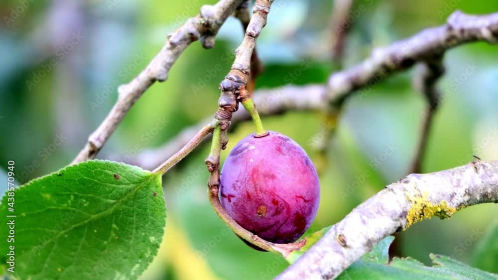 ripe plum on a plum tree
