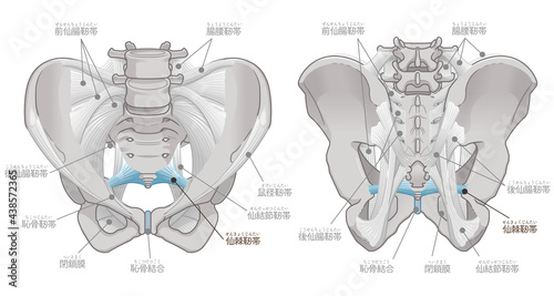 骨盤の正面と背面、仙棘靭帯（テキスト付き）