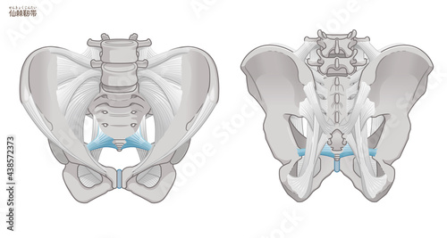 骨盤の正面と背面、仙棘靭帯 photo