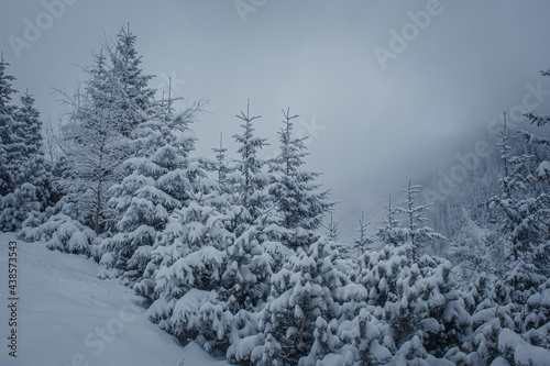 Branches of coniferous trees covered with heavy snowfall. Dark winter morning in Tatra Mountains, Poland. Selective focus on the plants, blurred background. © juste.dcv