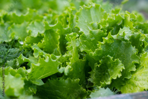 Lettuce leaves after rain in the garden. Healthy food, vitamins. Close-up. Fresh leaves. Copy space