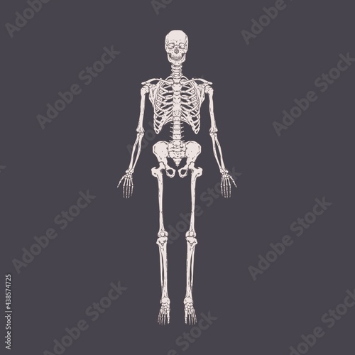 Front view of full-length human body skeleton with realistic bones, ribs, skull. People s anatomy drawn in retro style. Detailed handdrawn vector illustration of isolated x-ray person scan