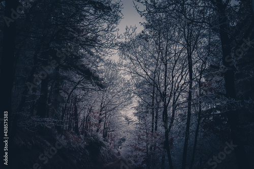 Fog and darkness on a frost covered forest during the winter