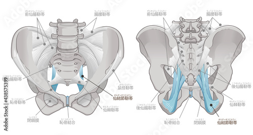 骨盤の正面と背面、仙結節靭帯（テキスト付き）