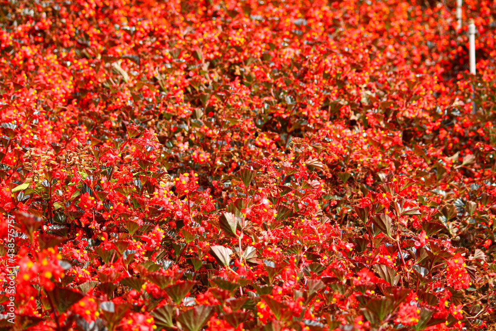 Field of red begonia flowers in Cameron Higlands in Pahang, Malaysia Field of red begonia flowers in Cameron Higlands in Pahang, Malaysia