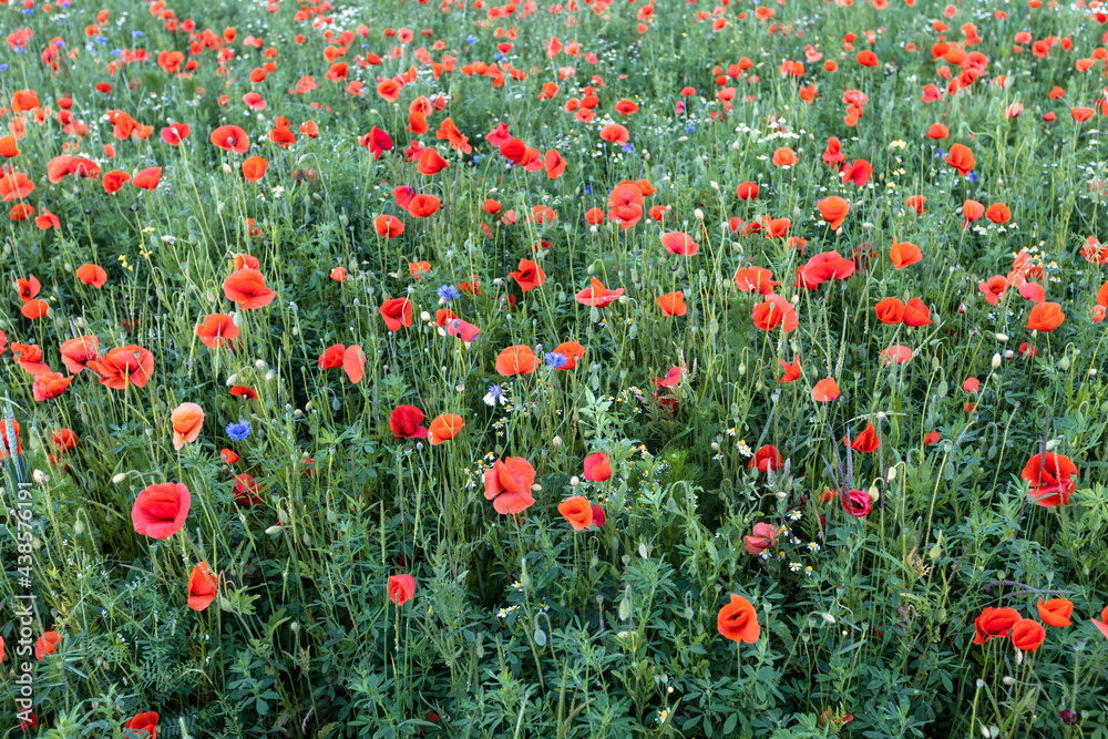 Fototapeta premium field of red poppies