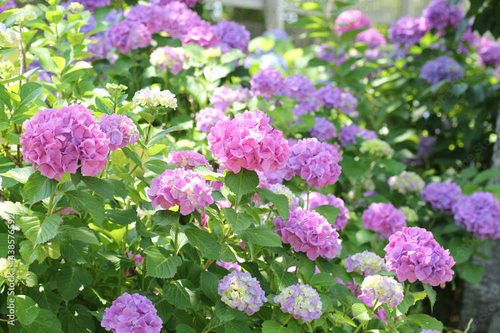 紫陽花 紫陽花
