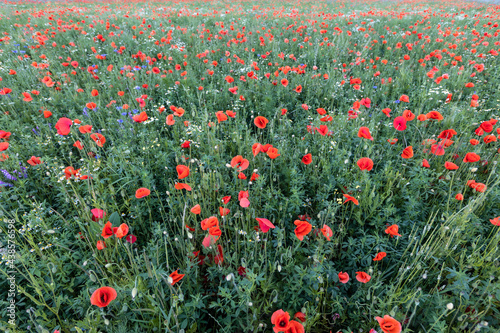 field of red poppies in field