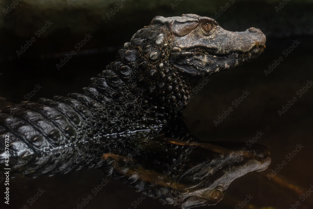 Obraz premium caimano riflesso nell'acqua