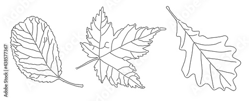 black outline of veined leaves isolated on a white background © Наталья Трубочнова