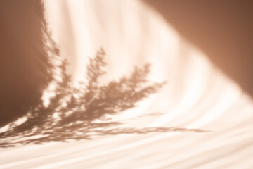 Pampas grass natural shadows on a beige wall or table. Floral silhouette on beige background