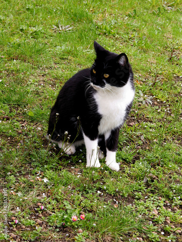 nice black and white cat on meadow