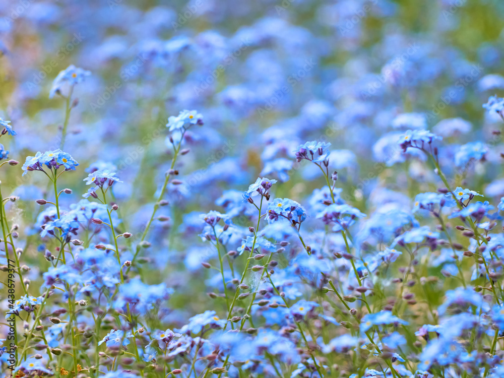 Blue forget me not flowers blooming.