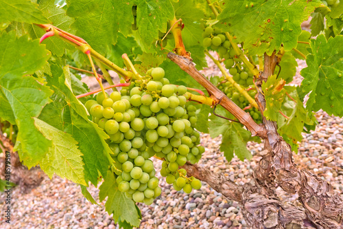 Vine Grapes, Vivanco Wine Cellar, Briones, La Rioja, Spain, Europe photo