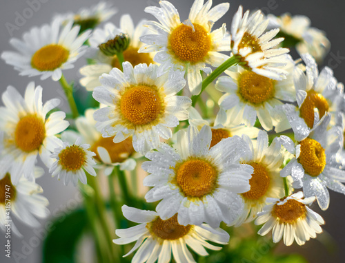 Bouquet of daisy flowers  close up.