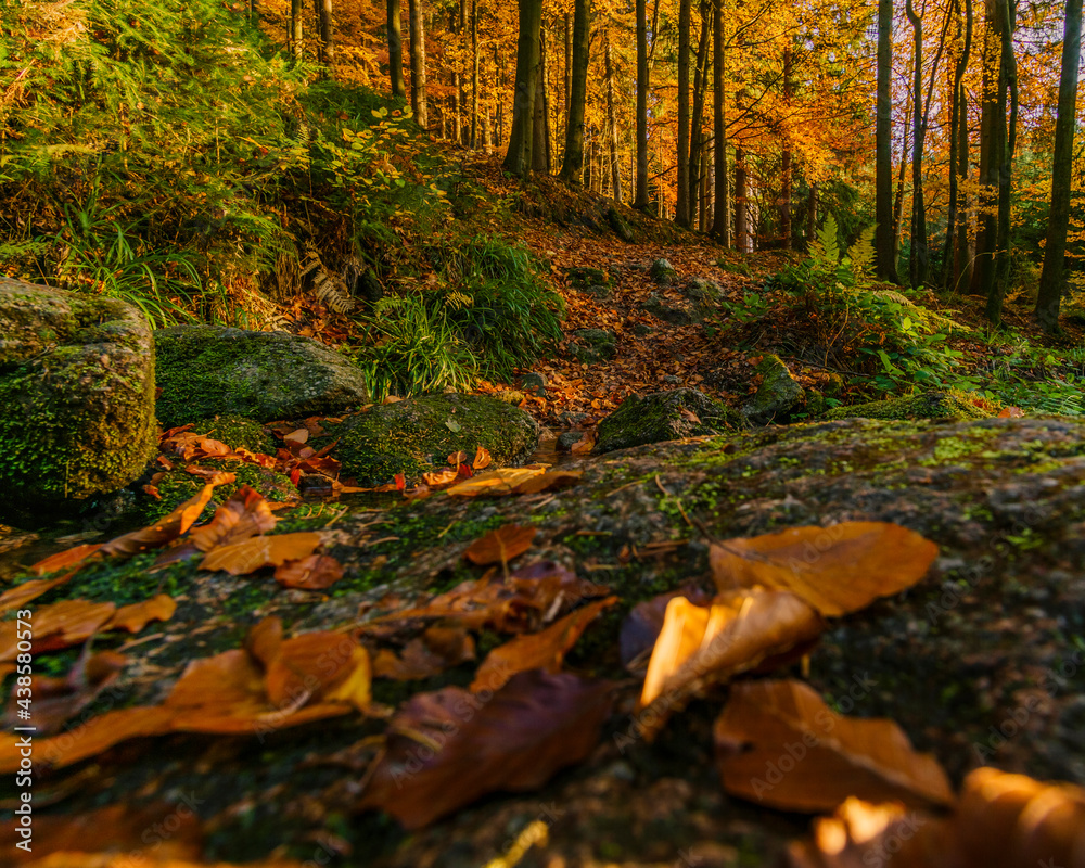 Herbstwald Herbstwald