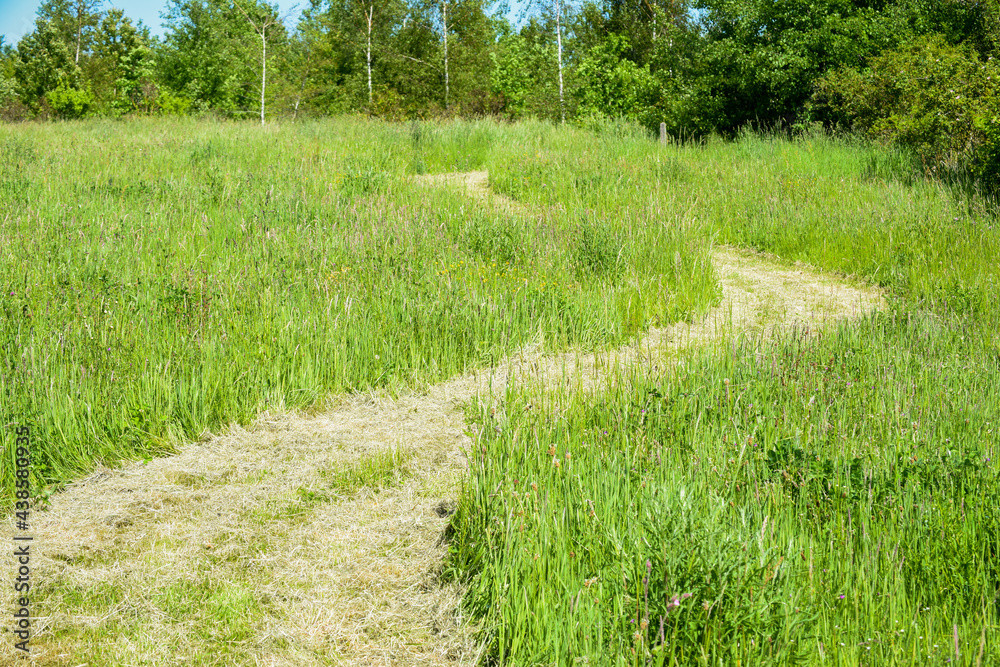 Winding path outside cut through long grass fors hikers to walk through Winding path outside cut through long grass fors hikers to walk through