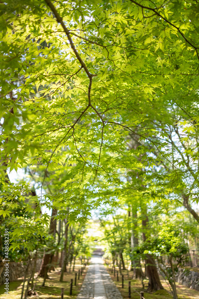 Fototapeta premium Buddhist temple in early summer