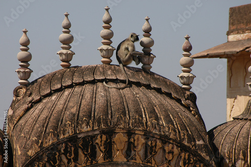 Mono sobre una de las cúpulas del fuerte de Nahargarh en Jaipur capital de Rajastán, India photo