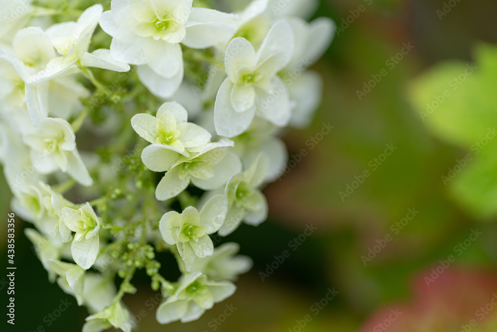 雨に濡れた紫陽花 雨に濡れた紫陽花