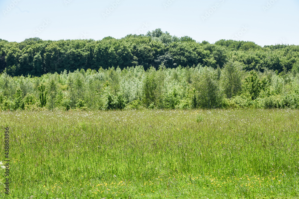 Obraz premium Summer field with wild flowers growing in the the background