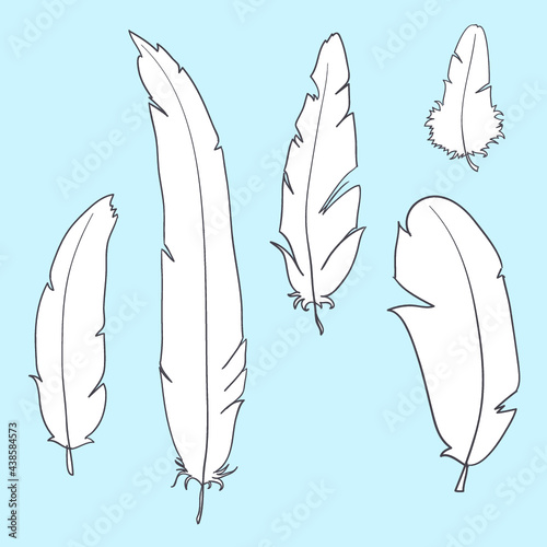 Vector feathers background