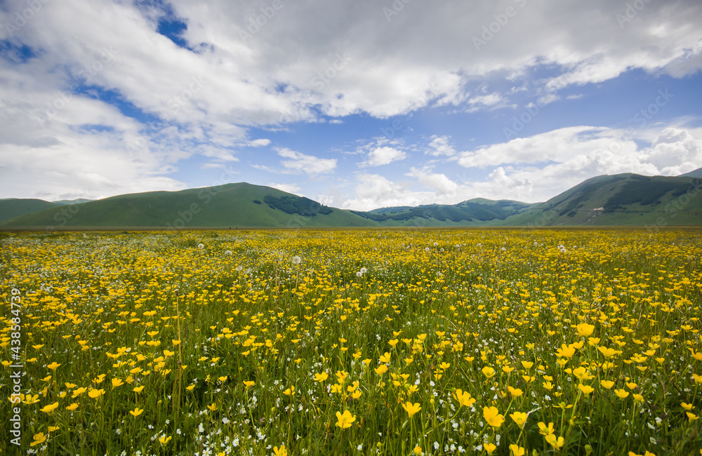 Wonderful view of carpet of yellow flowers in the Pian Grande during spring season, Castelluccio di Norcia, Umbria, Italy