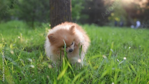 Cute puppy spitz eating fresh green grass walking in park closeup.