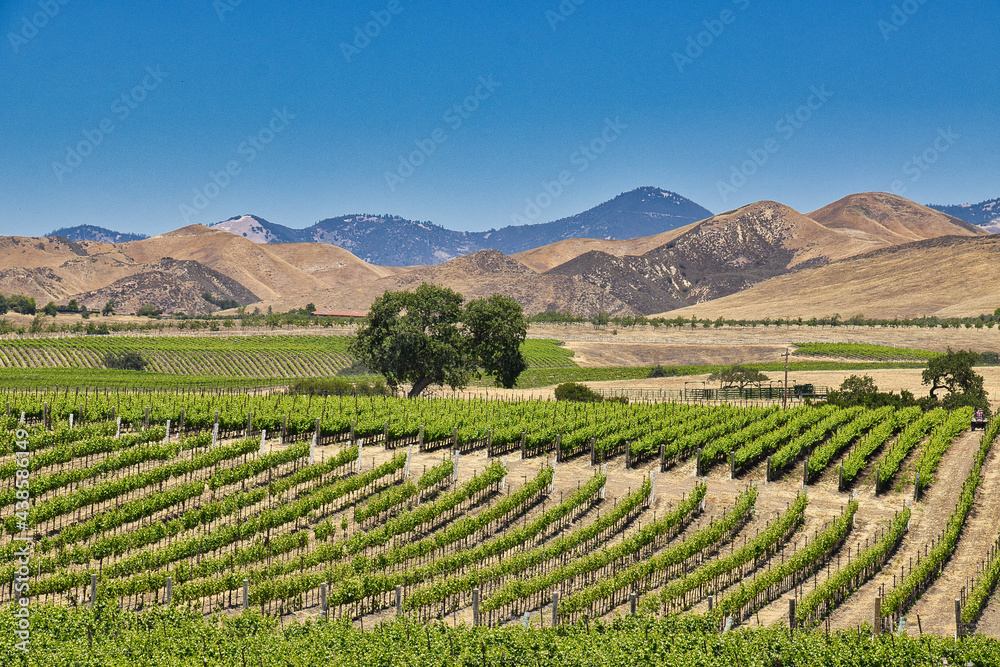 Exploring ranchlands and vineyards along Happy Canyon Trail in Santa Ynez California