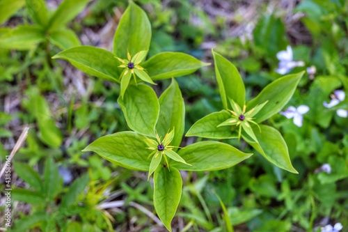 close up of „true-lover‘s knot“ or „herb Paris“ in forest