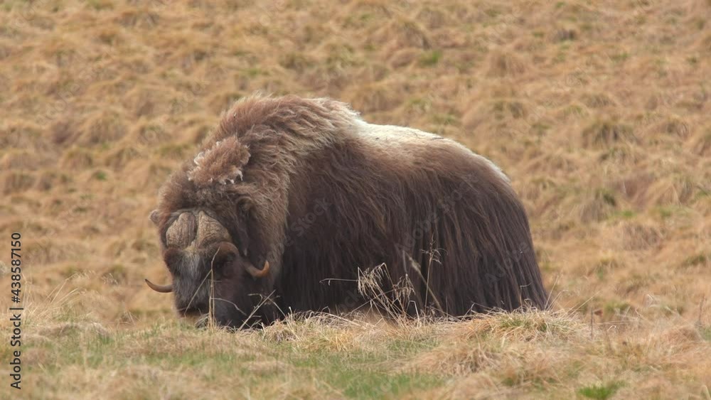 musk ox walking feed in grassland scenery dovrefjell norway musk ox walking feed in grassland scenery dovrefjell norway