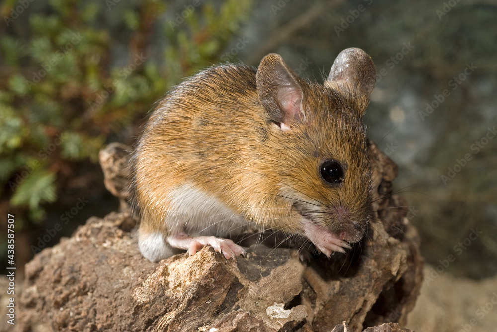 Waldmaus // Wood mouse (Apodemus sylvaticus) - obrazy, fototapety, plakaty 
