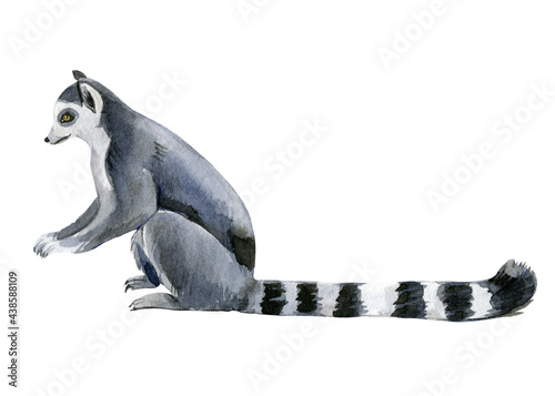 Lemur white background  watercolor illustration  cute animals