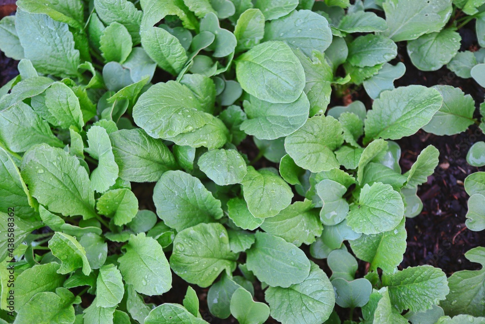 Top-Down Green Leaves of Radish Plant in the Garden. Top View of Young Growing Radish. Top-Down Green Leaves of Radish Plant in the Garden. Top View of Young Growing Radish.